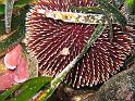 oursin granuleux - Sphaerechinus granularis